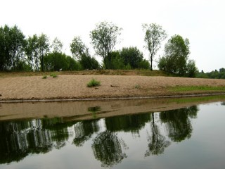Осокори в пойме р.Великой (Дмитрий Зонов)