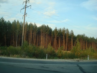Волжск - Йошкар-Ола. Сосны (anton.panfilov)