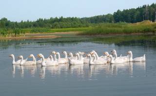 Гуси (stvov)