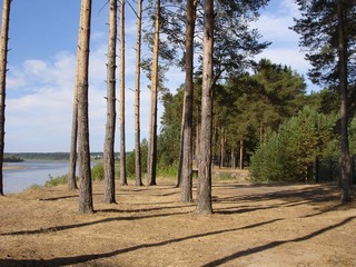 Сосновый бор (Andreev Kostyan)