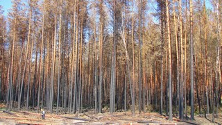 Лето 2010г. Был корабельный лес. (V.Yarochenko)