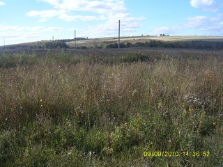 поле (Dmitrii Voronchikhin)