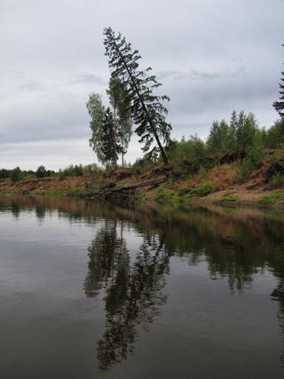 Берёза,ёлка и сосна\\\\\Birch,fir tree and pine (WERMUT)