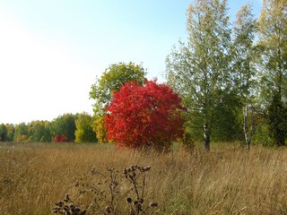 Сентябрь у Хохряковщины (Дмитрий Зонов)