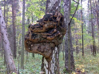 Село Карамас Пельга. Кап-корень на березе (Yury Syrygin)
