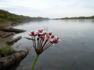 Осень. Грустно. (Дмитрий Зонов)
