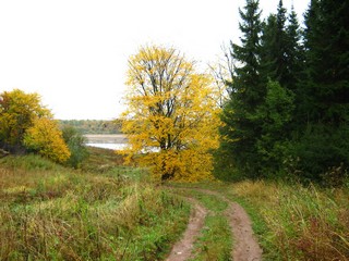 Вяз у дороги, сентябрь (Дмитрий Зонов)