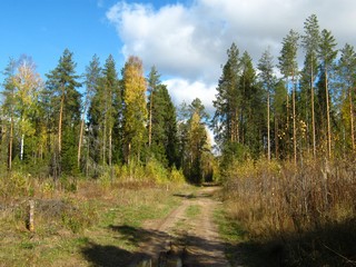 Дорога по вырубке, октябрь. (Дмитрий Зонов)
