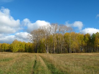 Тополя. Починок Максичи (Лучининской). (Дмитрий Зонов)