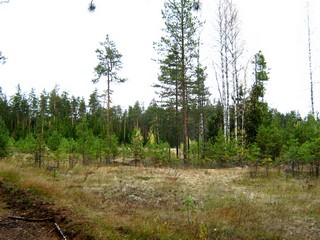 Вырубка в Бобинском бору (Дмитрий Зонов)