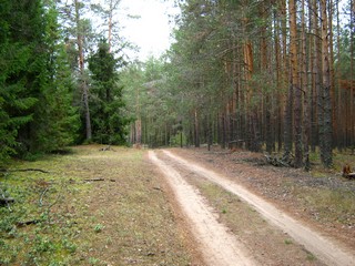 Дорога в бору (Дмитрий Зонов)