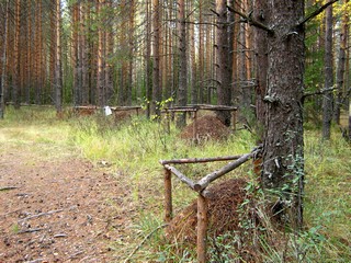 Муравьиные коттеджи (Дмитрий Зонов)