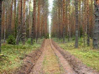 Дорога по противопожарной полосе (Дмитрий Зонов)