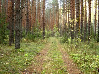 Поворот на д.Вотскую (Дмитрий Зонов)