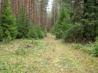 Дорога на д.Вотскую (Дмитрий Зонов)