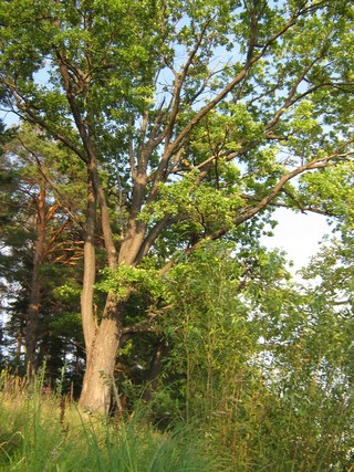 На Волге (Владимир Устинов)