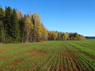 Озимая рожь. Октябрь. (Дмитрий Зонов)