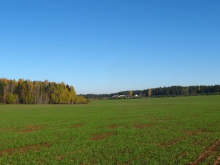 Поле озимой ржи и д.Рожки (Дмитрий Зонов)