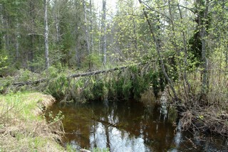 Лесная речка Каменка (Ольга Боган)