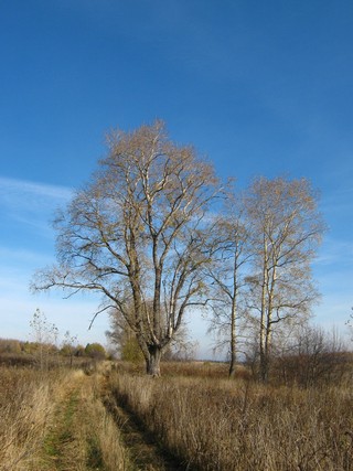 Старая Ношульская дорога, Б.Дупельник (Дмитрий Зонов)