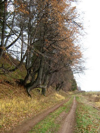 Липы вдоль склона (Дмитрий Зонов)