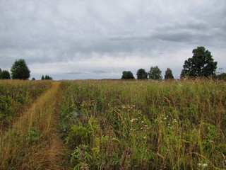 Поля ставшие лугами\\\\\Meadow (WERMUT)