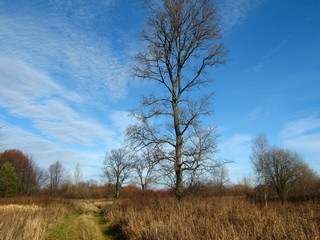 Луговая дорога (Дмитрий Зонов)