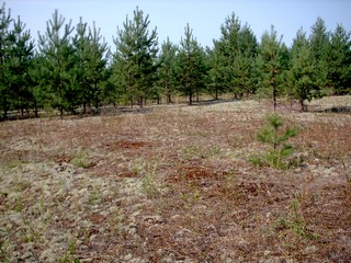 д Салья (Evg Ber)