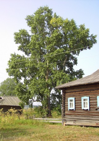 Вавиловка (DmZeitgeist)