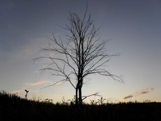 dry bird cherry tree (VinterSorg)