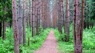 Тропинка (Plazmid)