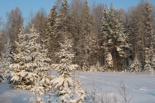 Ёлочки у дороги (Дмитрий Зонов)