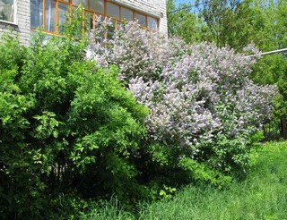 Весна пришла (V.Viktorovich)