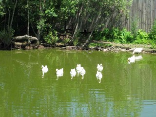 В деревенском пруду   In the village pond (V.Viktorovich)