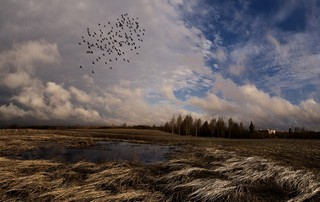 Весенняя жизнь полей.. (Ольга Цешнатий)