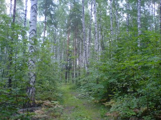 Лес (Сергей Зубарев)