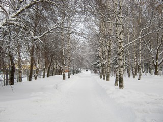 Северная аллея парка (Дмитрий Зонов)