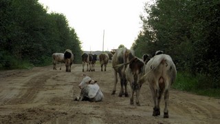 коровы (amignat0061@gmail.com)