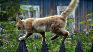 цирковая кошка (amignat0061@gmail.com)