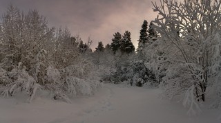 Зимние кружева (Ольга Цешнатий)