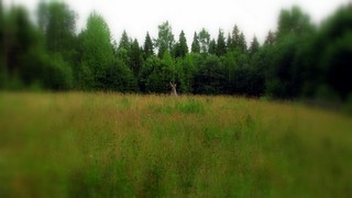 лесная поляна (amignat0061@gmail.com)