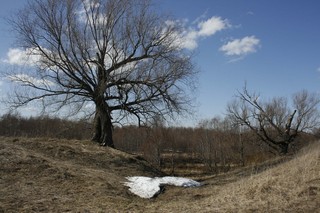 Derevo pastuha (serapionov)