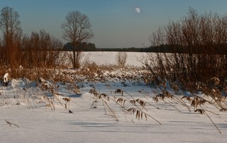 Камыш (Ольга Цешнатий)