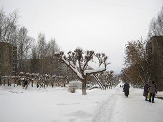 Ул.Ленина, деревья-инвалиды (Дмитрий Зонов)