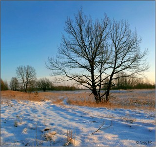 Дубы в пойме р. Вятки у оз. Холуново 22.12.2008 (OlegFX)
