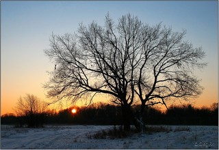 Дубы в пойме реки Вятки 22.12.2008 (OlegFX)