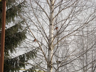 У кормушки (Дмитрий Зонов)