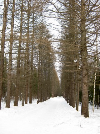 Лиственичная аллея дендропарка (Дмитрий Зонов)