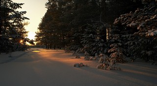 Поклоняющиеся Солнцу (Ольга Цешнатий)