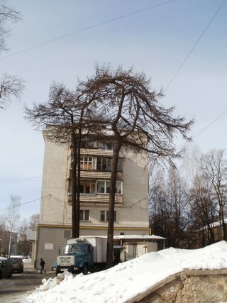 Городские лиственницы (Дмитрий Зонов)